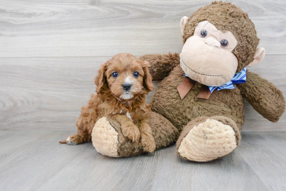 Cavapoo Puppy for Adoption