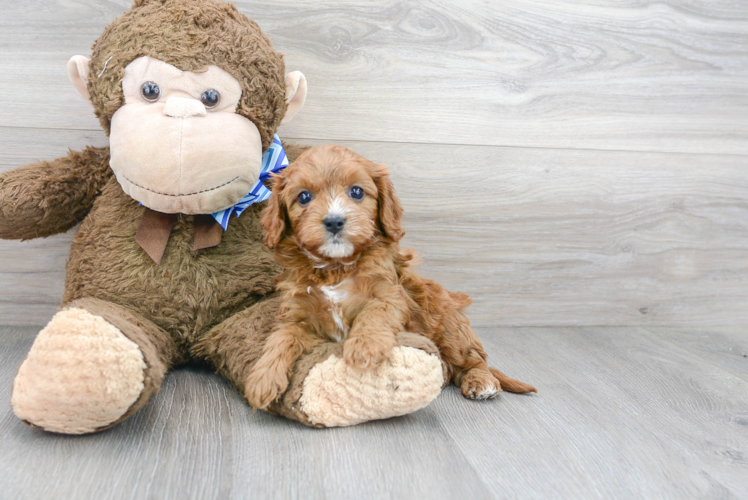 Cavapoo Puppy for Adoption