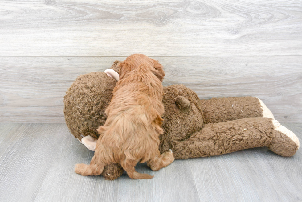 Energetic Cavoodle Poodle Mix Puppy