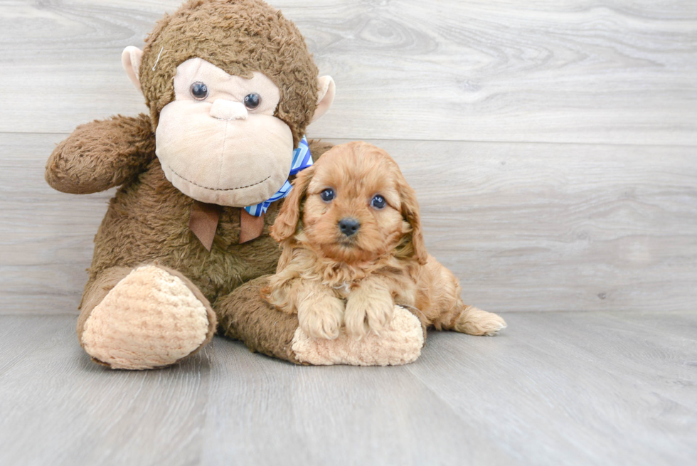 Playful Cavoodle Poodle Mix Puppy