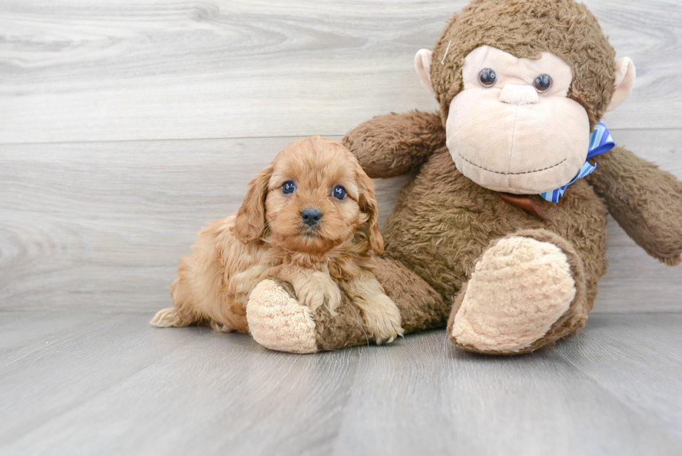 Playful Cavoodle Poodle Mix Puppy