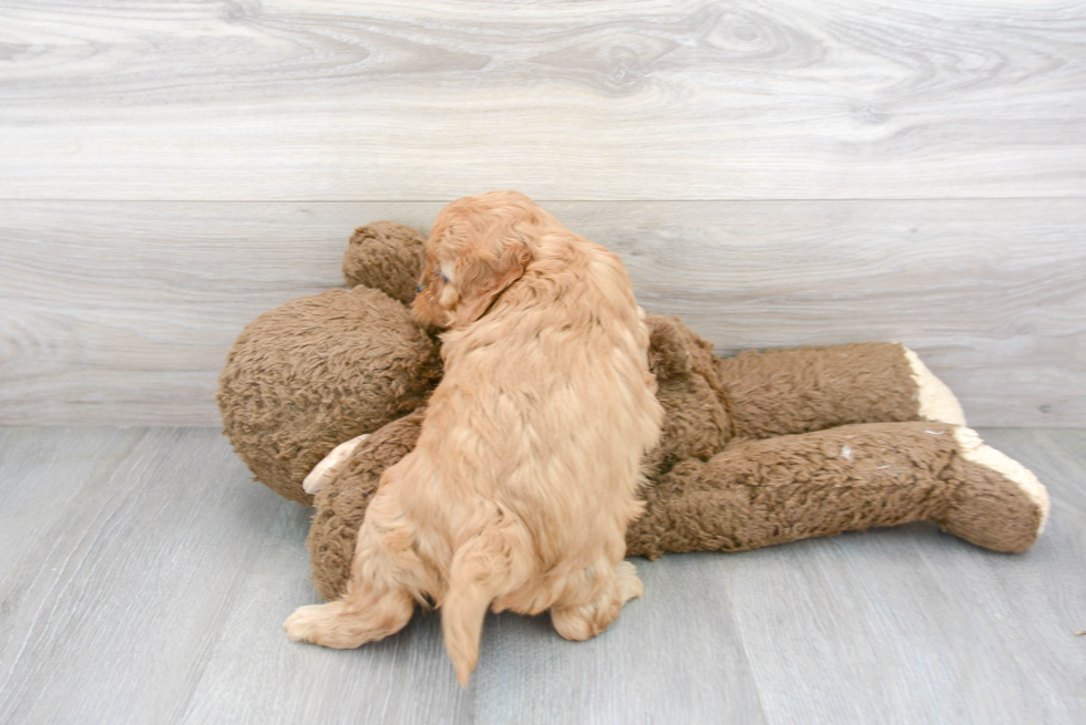 Cavapoo Pup Being Cute