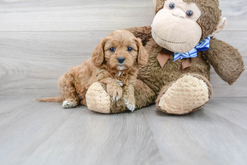 Cavapoo Puppy for Adoption