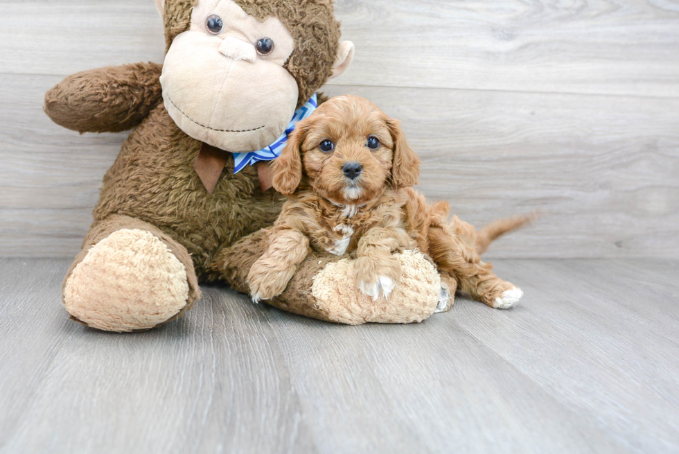 Playful Cavoodle Poodle Mix Puppy