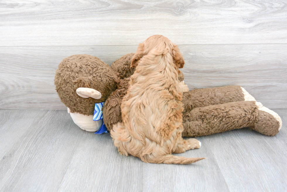 Popular Cavapoo Poodle Mix Pup