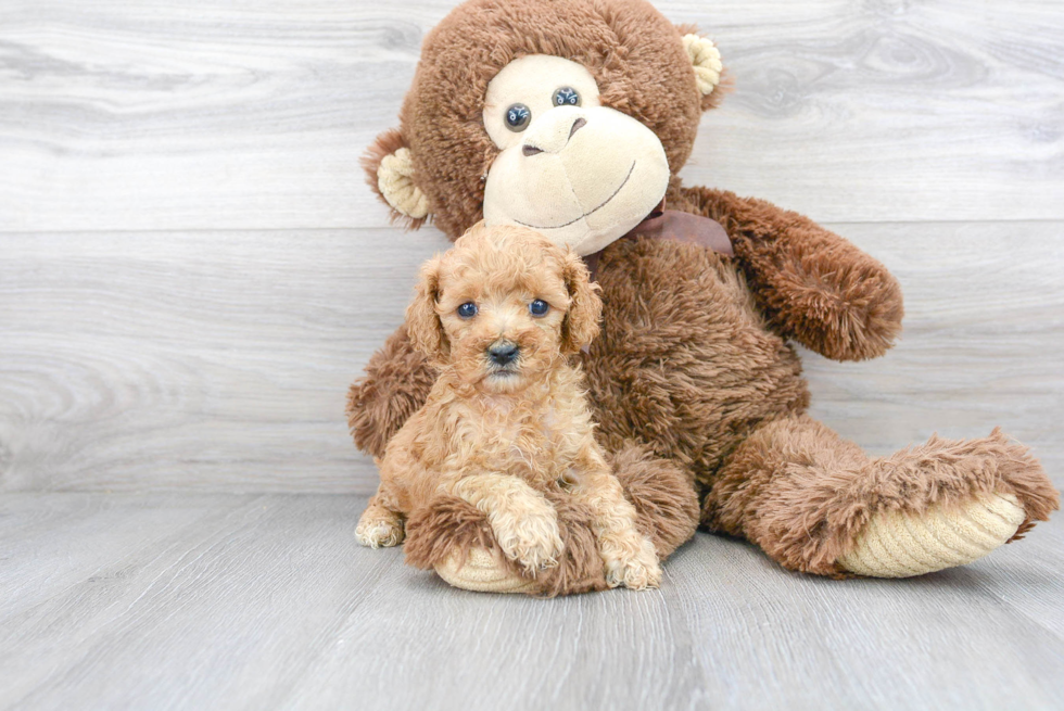 Best Cavapoo Baby