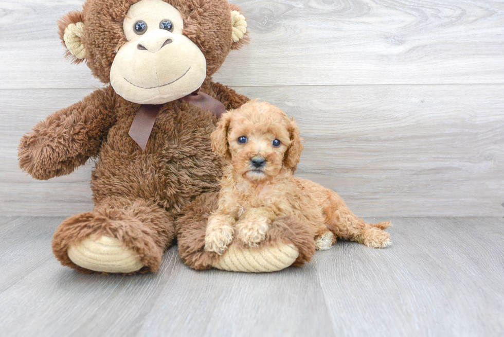 Energetic Cavoodle Poodle Mix Puppy