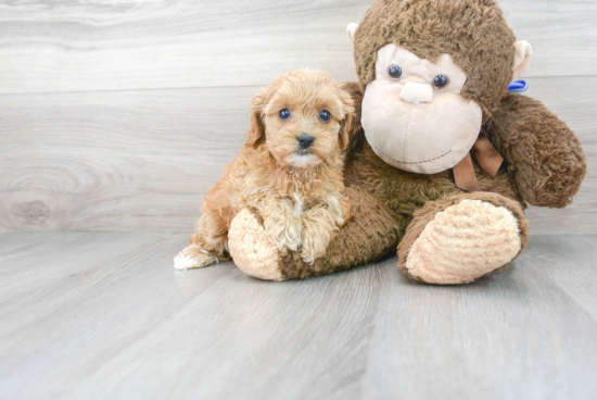 Energetic Cavoodle Poodle Mix Puppy