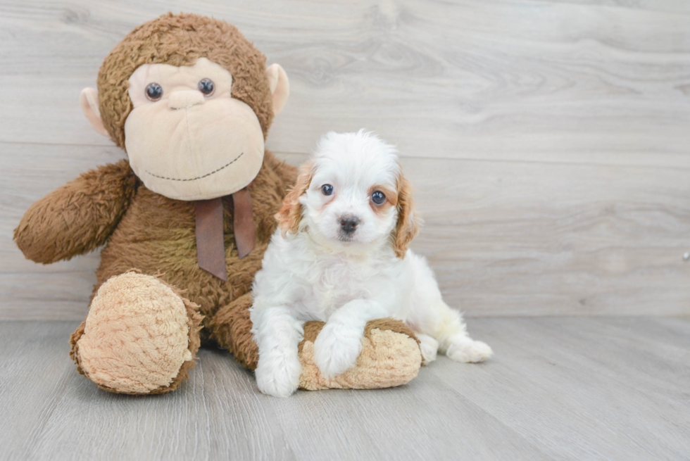 Happy Cavapoo Baby