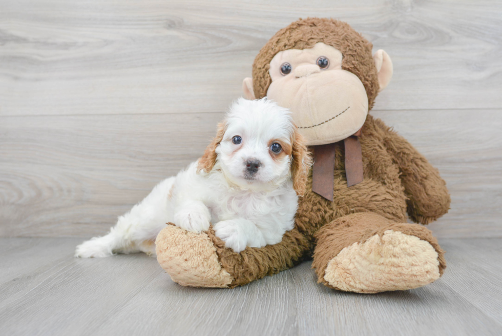 Small Cavapoo Baby