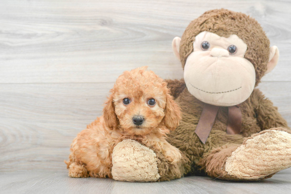 Best Cavapoo Baby