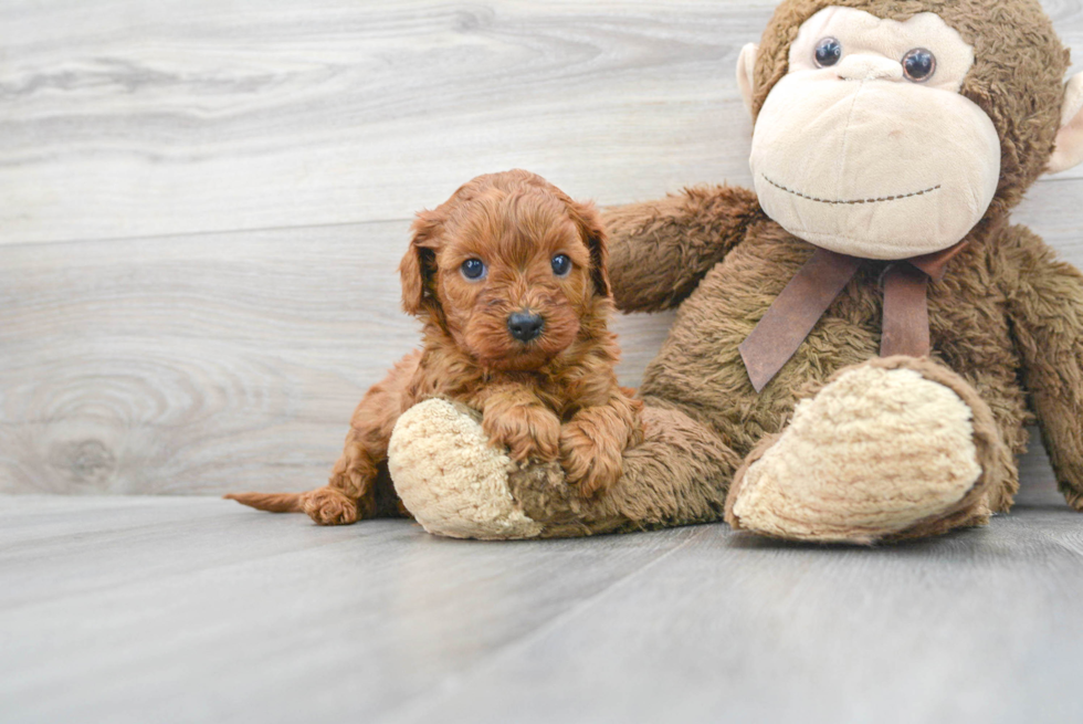 Cavapoo Puppy for Adoption