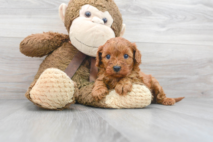 Cavapoo Puppy for Adoption