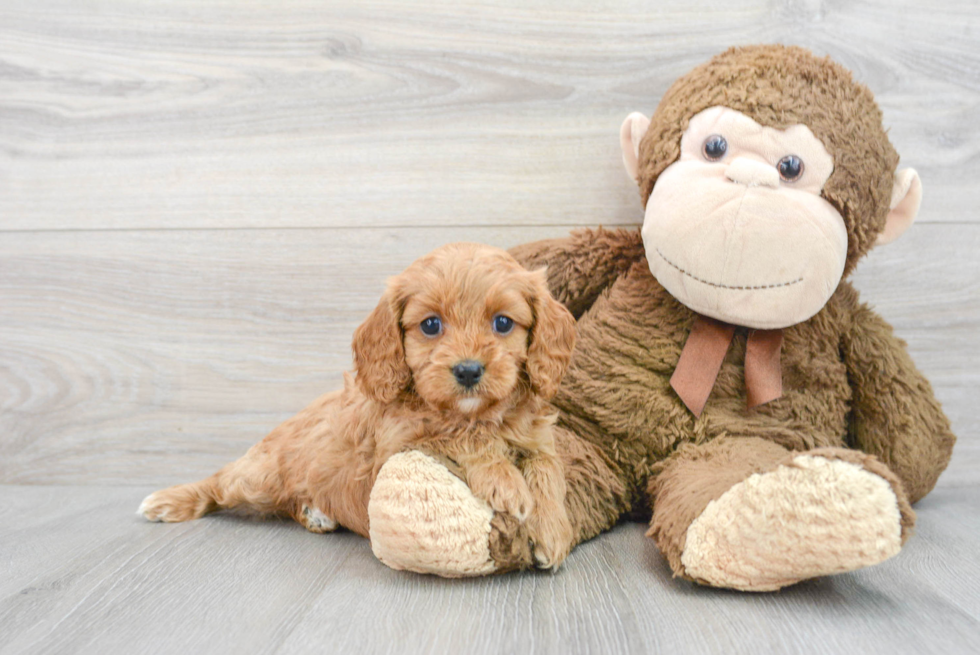 Cavapoo Pup Being Cute