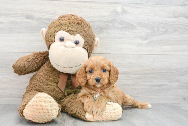 Cavapoo Puppy for Adoption