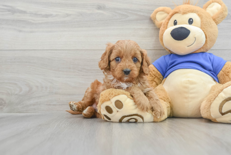 Petite Cavapoo Poodle Mix Pup