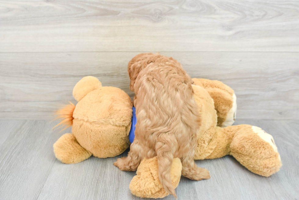 Cavapoo Pup Being Cute