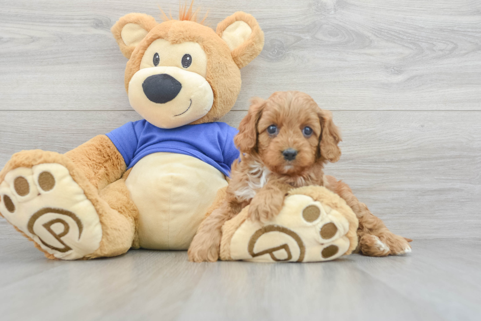 Cavapoo Puppy for Adoption