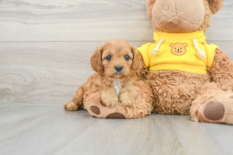 Cavapoo Pup Being Cute