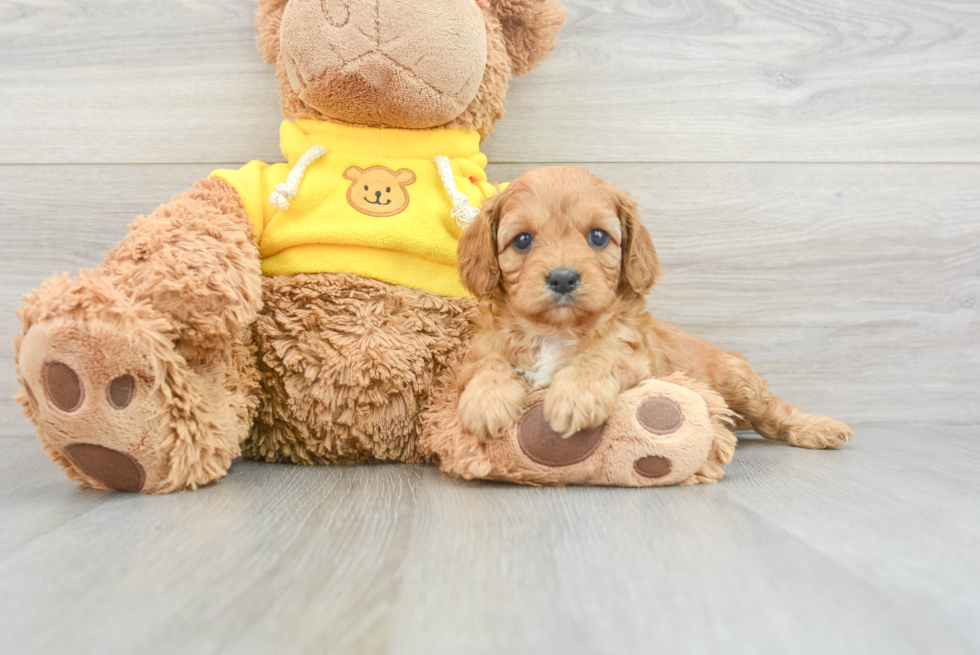 Cavapoo Puppy for Adoption