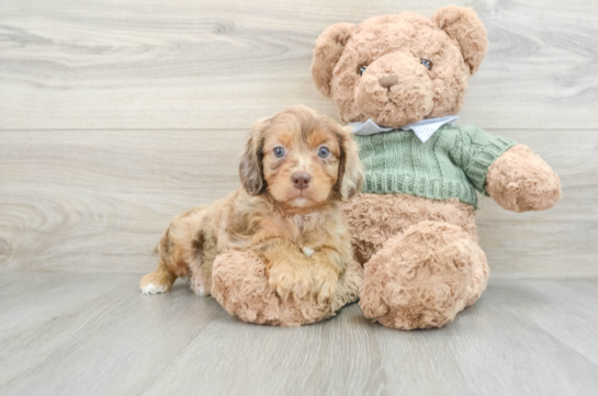 Cavapoo Puppy for Adoption