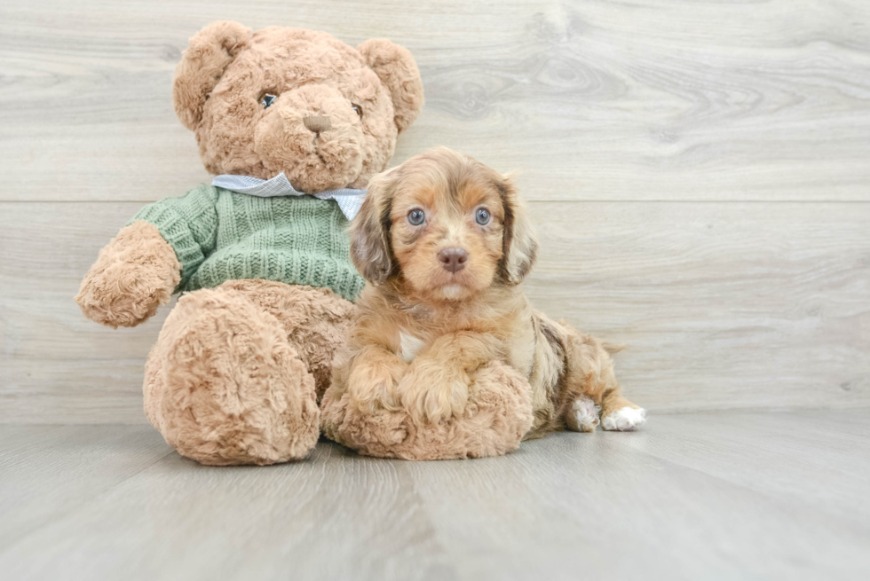 Cavapoo Pup Being Cute