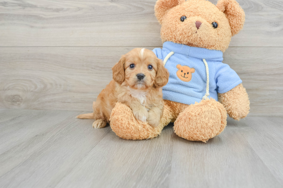 Playful Cavapoodle Poodle Mix Puppy