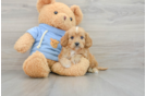 Cavapoo Puppy for Adoption