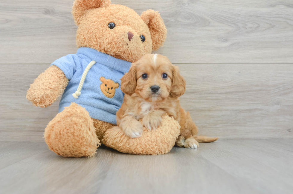 5 week old Cavapoo Puppy For Sale - Premier Pups