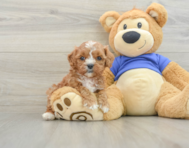 7 week old Cavapoo Puppy For Sale - Premier Pups