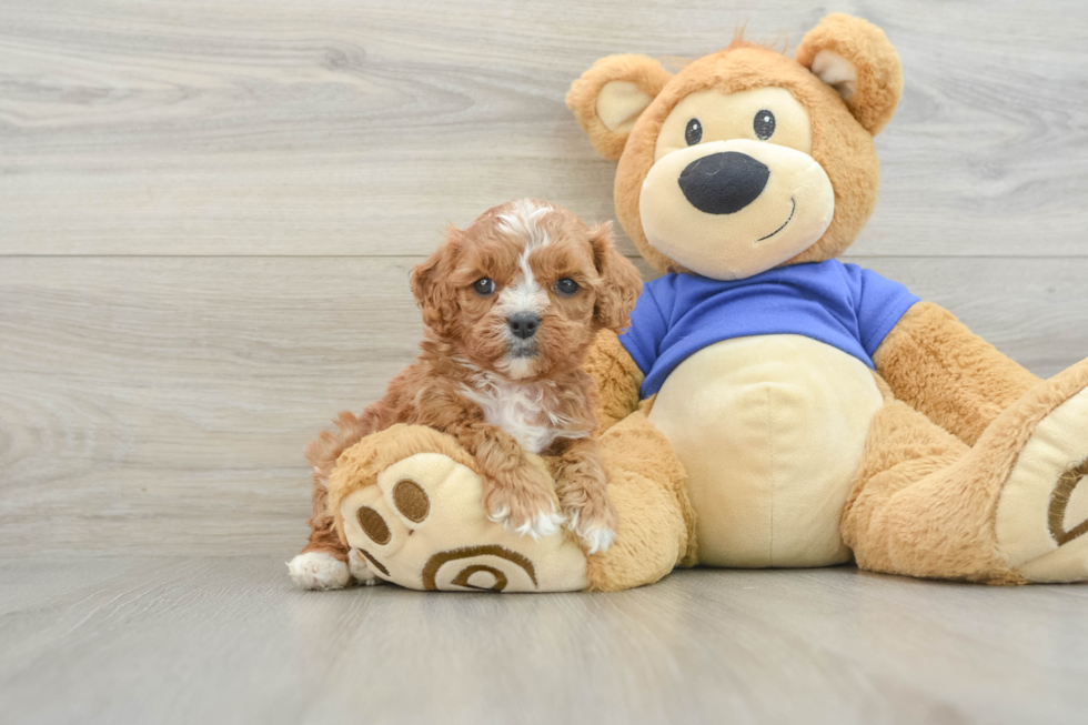 Cavapoo Puppy for Adoption