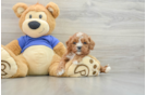 Cavapoo Puppy for Adoption