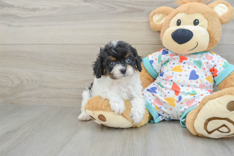 Playful Cavapoodle Poodle Mix Puppy