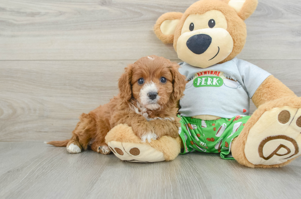 6 week old Cavapoo Puppy For Sale - Premier Pups