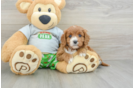 Cavapoo Puppy for Adoption