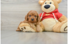 Adorable Cavalier King Charles Spaniel and Poodle Mix Poodle Mix Puppy