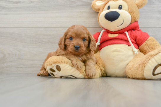 Adorable Cavalier King Charles Spaniel and Poodle Mix Poodle Mix Puppy