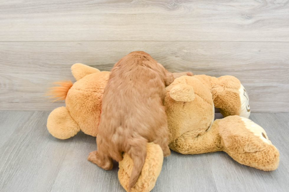 Cavapoo Puppy for Adoption