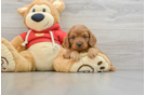 Cavapoo Puppy for Adoption