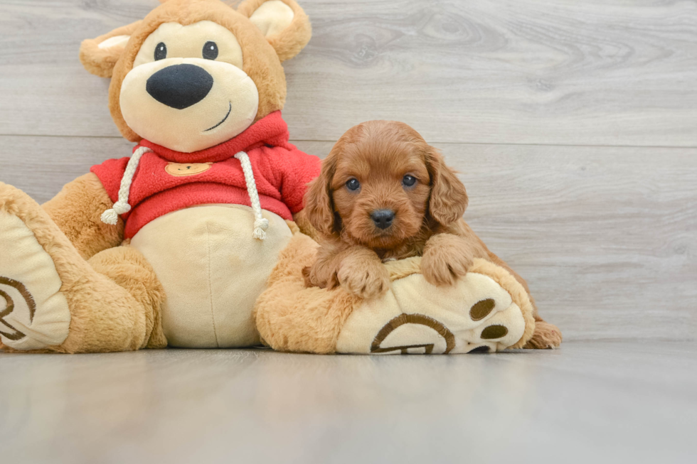 Cavapoo Puppy for Adoption