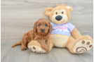 Sweet Cavapoo Baby