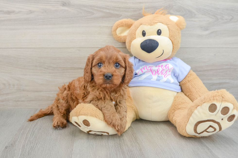 5 week old Cavapoo Puppy For Sale - Premier Pups