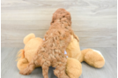 Hypoallergenic Cavadoodle Poodle Mix Puppy