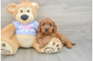 Adorable Cavalier King Charles Spaniel and Poodle Mix Poodle Mix Puppy