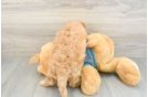 Playful Cavapoodle Poodle Mix Puppy
