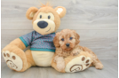 Cavapoo Pup Being Cute
