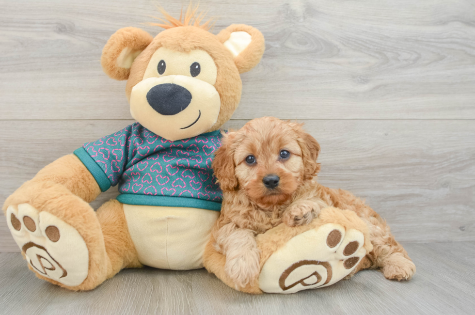 7 week old Cavapoo Puppy For Sale - Premier Pups