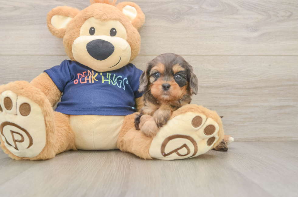 9 week old Cavapoo Puppy For Sale - Premier Pups
