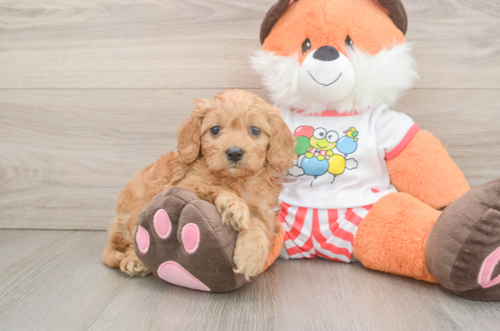 5 week old Cavapoo Puppy For Sale - Premier Pups