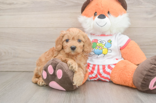Cavapoo Puppy for Adoption